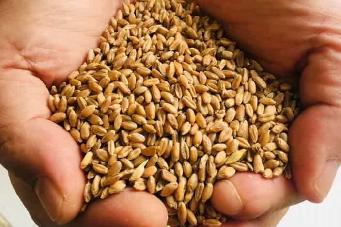 Muğla Milas’ta Üreticilere Karakılçık Buğday Tohumu Dağıtıldı