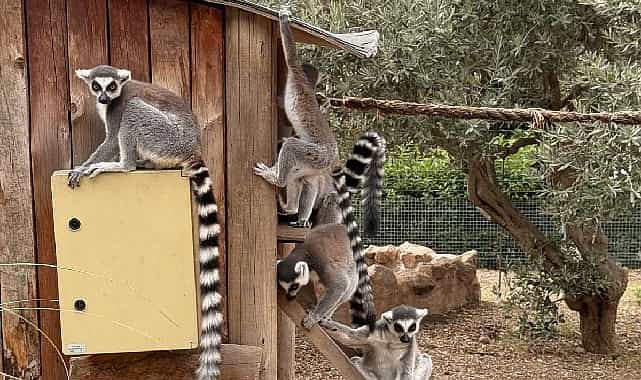 izmir dogal yasam parkinda davranis zenginlestirme atolyesi