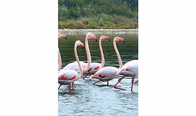 izmit korfezinde pembe flamingolarin dansi