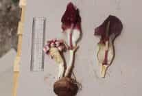 karaman yilanpancari bilim dunyasina tanitildi