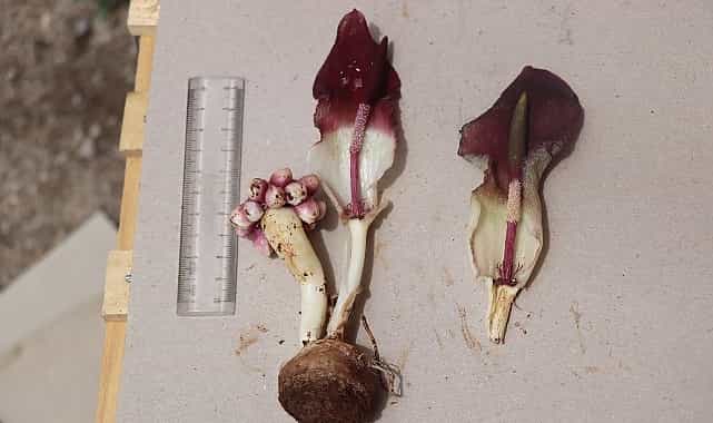 karaman yilanpancari bilim dunyasina tanitildi