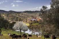 seferihisar orhanli koyunde zeytin hasadi festivaline davetlisiniz