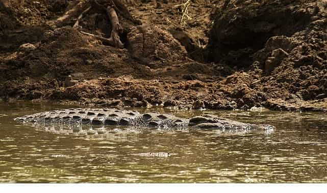 timsah savaslari grumeti ve mara 26 ekim pazar 20 00de national geographic wild ekranlarinda