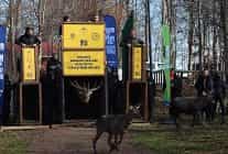 8 kizil geyik daha kuzuyaylada dogaya salindi