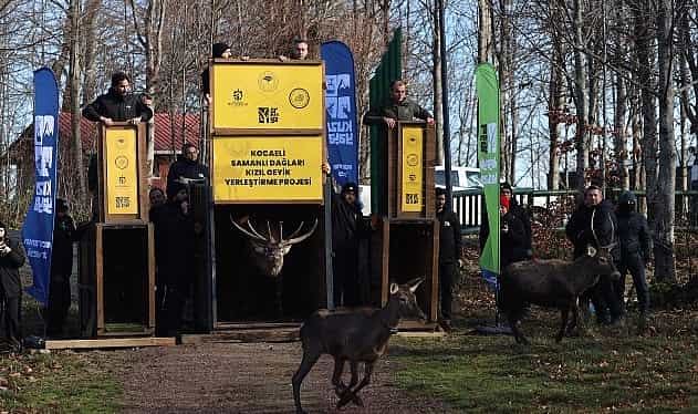 8 kizil geyik daha kuzuyaylada dogaya salindi