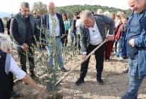 ataturkun vasiyeti urlada hayata gecti zeytin koleksiyon bahcesinde ilk fidan dikimi