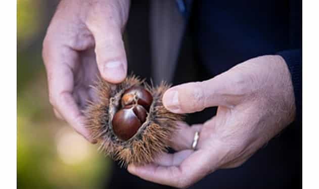 baskan tugay beydagda kestane ureticileri ile bir araya geldi