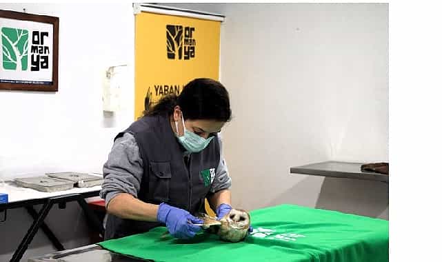 bu merkez yaban hayvanlarina umut oluyor