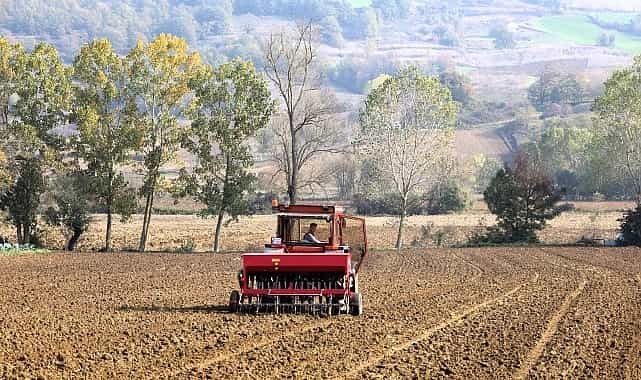 buyuksehirin hibeli tohumlari toprakla bulustu