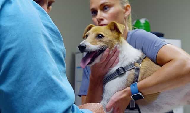heartland veterinerleri pati ve pence 3 kasim pazartesi 21 00de national geographic wild ekranlarinda izleyicilerle bulusuyor