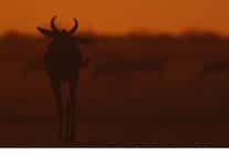 iki bolumden olusan mara yeniden dogus 16 ve 23 kasim pazar gunleri 20 00de national geographic wild ekranlarinda izleyicilerle bulusuyor