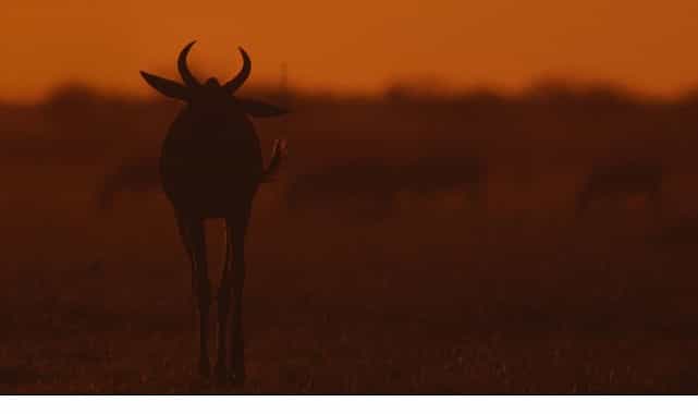 iki bolumden olusan mara yeniden dogus 16 ve 23 kasim pazar gunleri 20 00de national geographic wild ekranlarinda izleyicilerle bulusuyor