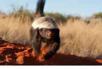 inanilmaz bal porsugu 30 kasim pazar 20 00de national geographic wild ekranlarinda