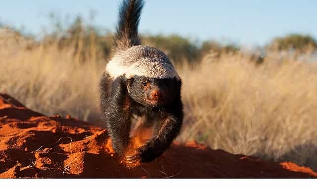 inanilmaz bal porsugu 30 kasim pazar 20 00de national geographic wild ekranlarinda