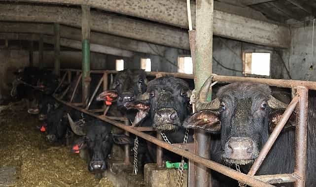 kocaelide manda sayisi buyuksehirin destegiyle artiyor