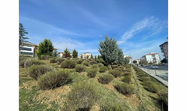 malkarada daha yesil bir kent icin lavanta fidani ekimi basladi