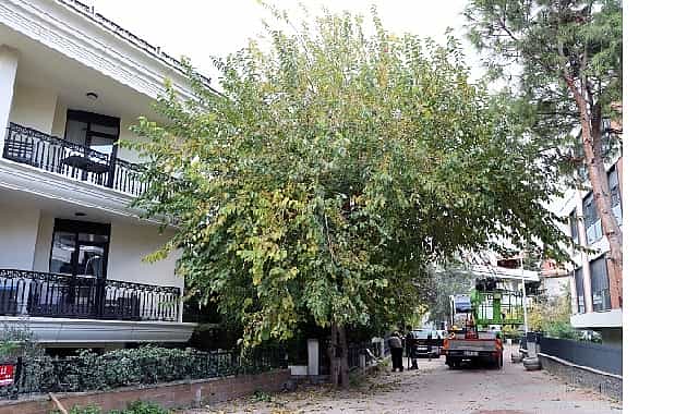 maltepenin agaclari saglikli buyumesi icin budaniyor