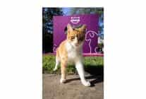 shane larkinden gor beni projesine ilham veren destek