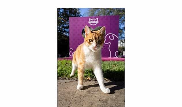 shane larkinden gor beni projesine ilham veren destek