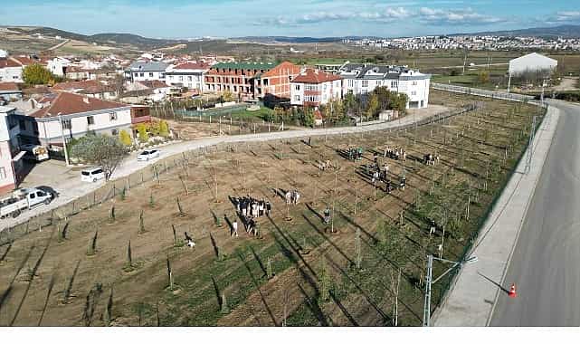 572 fidanli koruluk akhisara nefes olacak