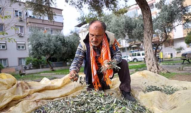 bucada zeytin hasadi zamani