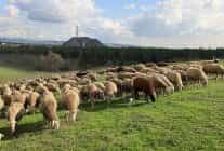 damizlik koc destegi kuzulama oranlarinda artis sagladi