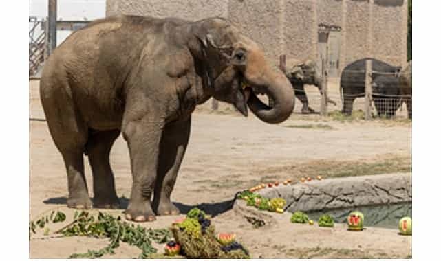 izmir dogal yasam parkinin fillerine hayat kurtaran ayak bakimi