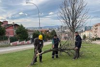 siddetli lodosun devirdigi agaclara osmangazi belediyesinden aninda mudahale