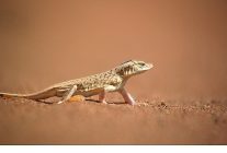 sira disi canlilar ozel 11 ocak pazar 20 00de national geographic wild ekranlarinda izleyicilerle bulusuyor